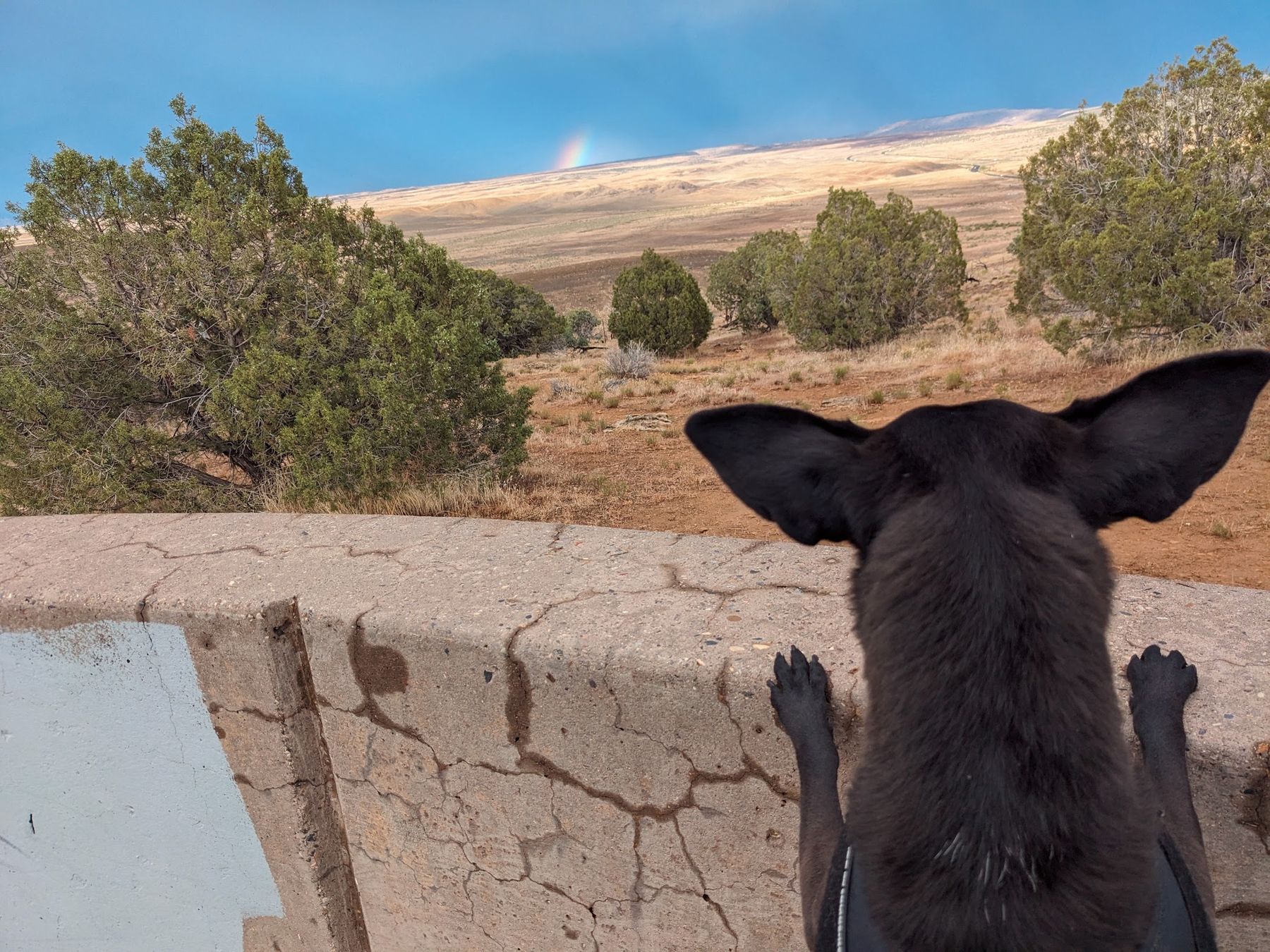 Pogo, a black dog with big ears, looking over a wall at a desert storm with a rainbow on the horizon